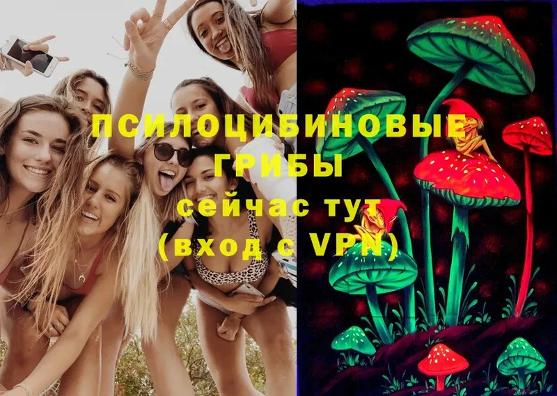 Псилоцибиновые грибы Psilocybe  купить  сайты  Лесозаводск 